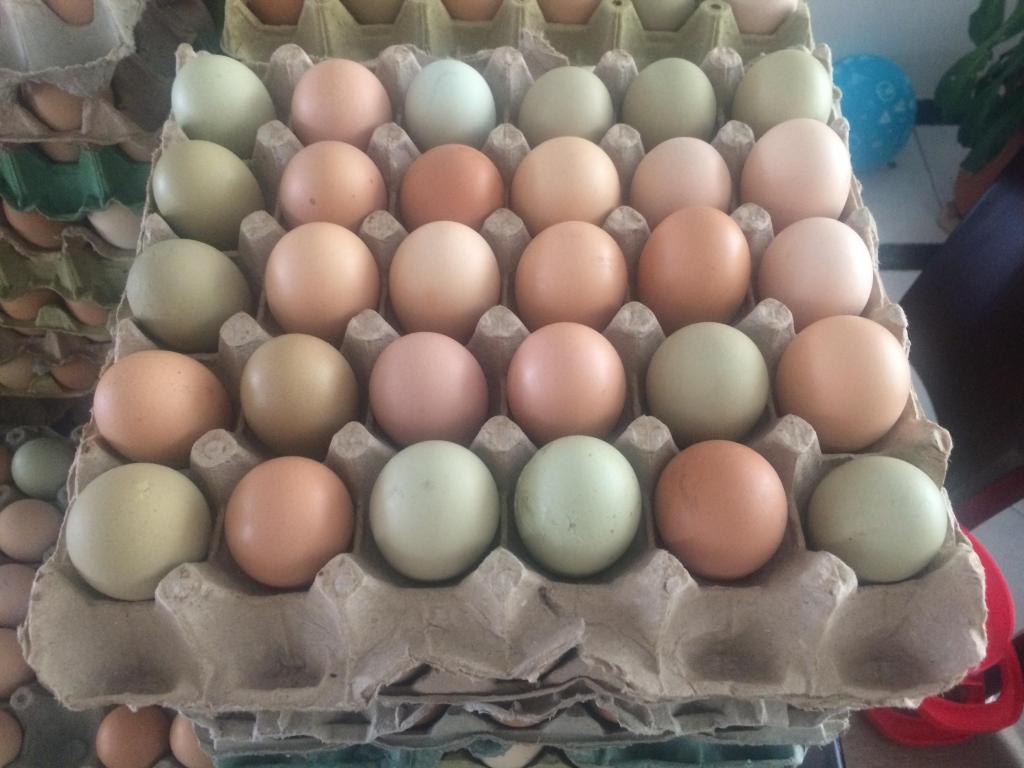 Huevos