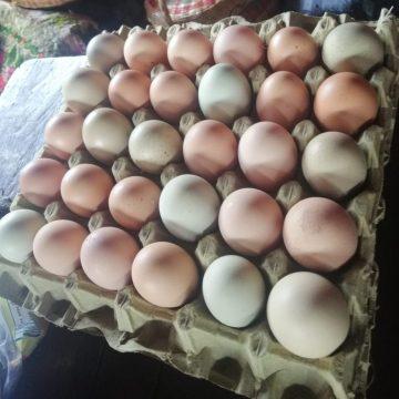 Huevos Campesinos