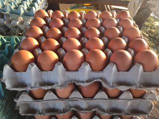 Canasta De Huevos Semi Criollos