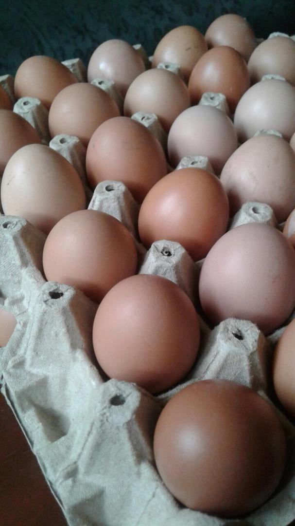 Huevos Ecologicos