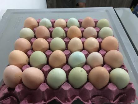 Huevos Criollos