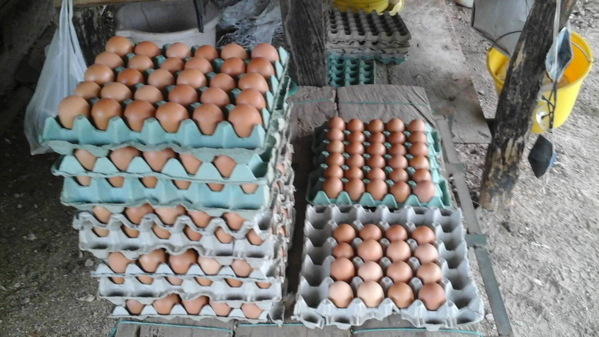 Canasta De Huevos Semi Criollos