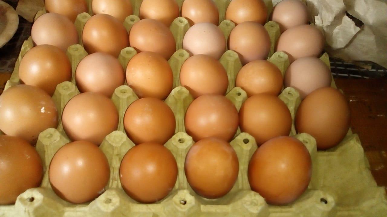 Huevo De Gallina Semi Criollobandeja