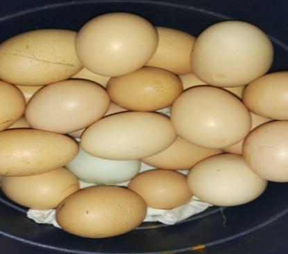 Huevos Frescos De Primera Calidad