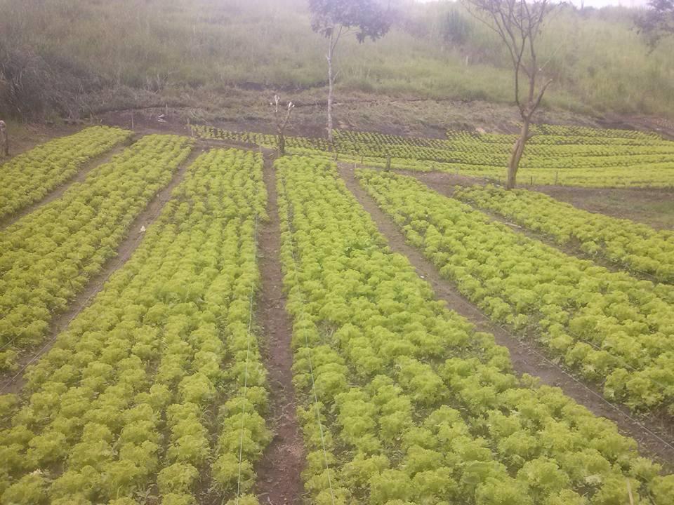 Lechuga Crespa