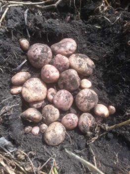 Papa R12 De Pasca Cundinamarca