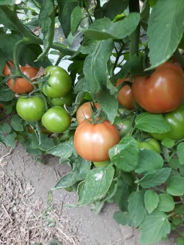 Tomate Villa De Leiva