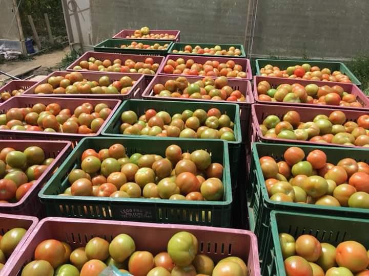 Tomate Villa De Leiva