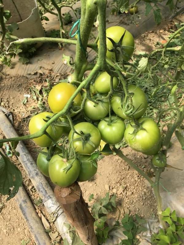 Tomate Villa De Leiva — foto 4 de 4