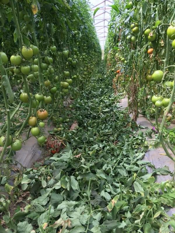 Tomate Villa De Leiva — foto 2 de 4