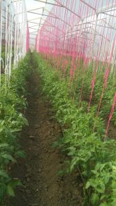 Tomate Chonto