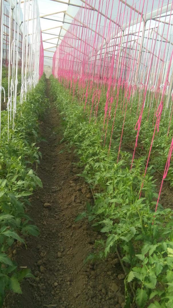 Tomate Chonto
