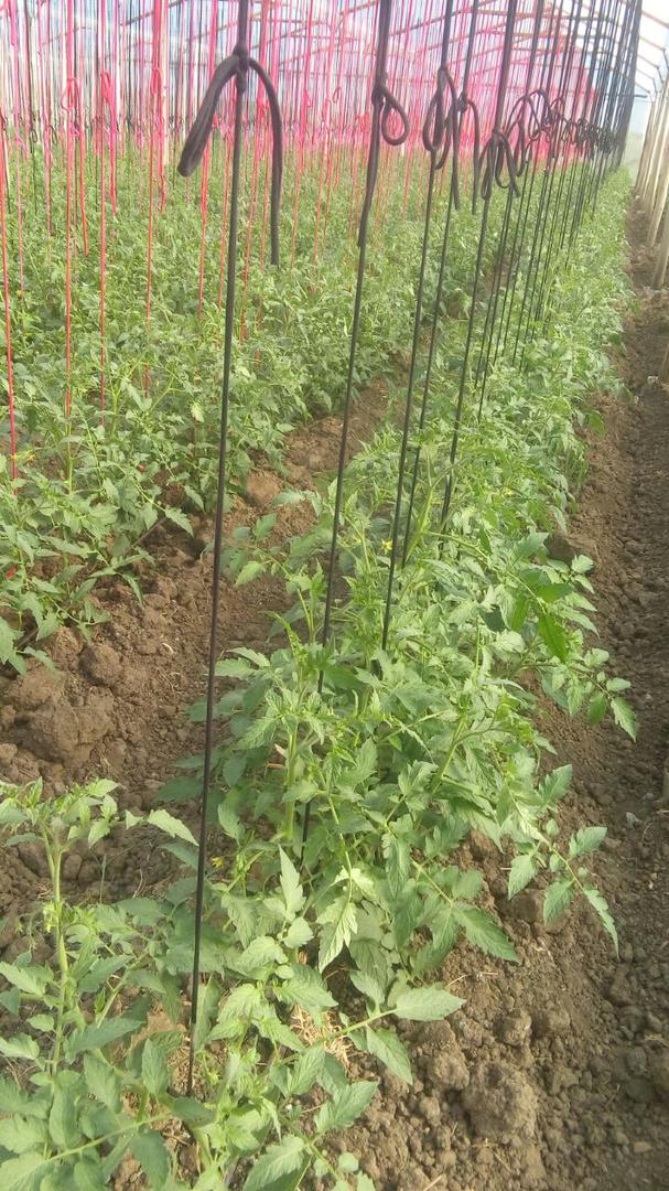 Tomate Chonto