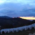 Gulupa