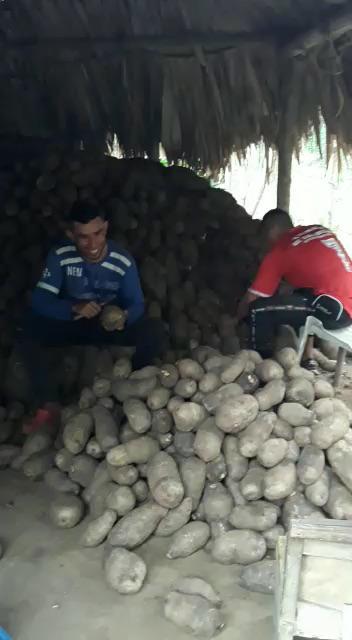 Name En Caja De 225 Kg