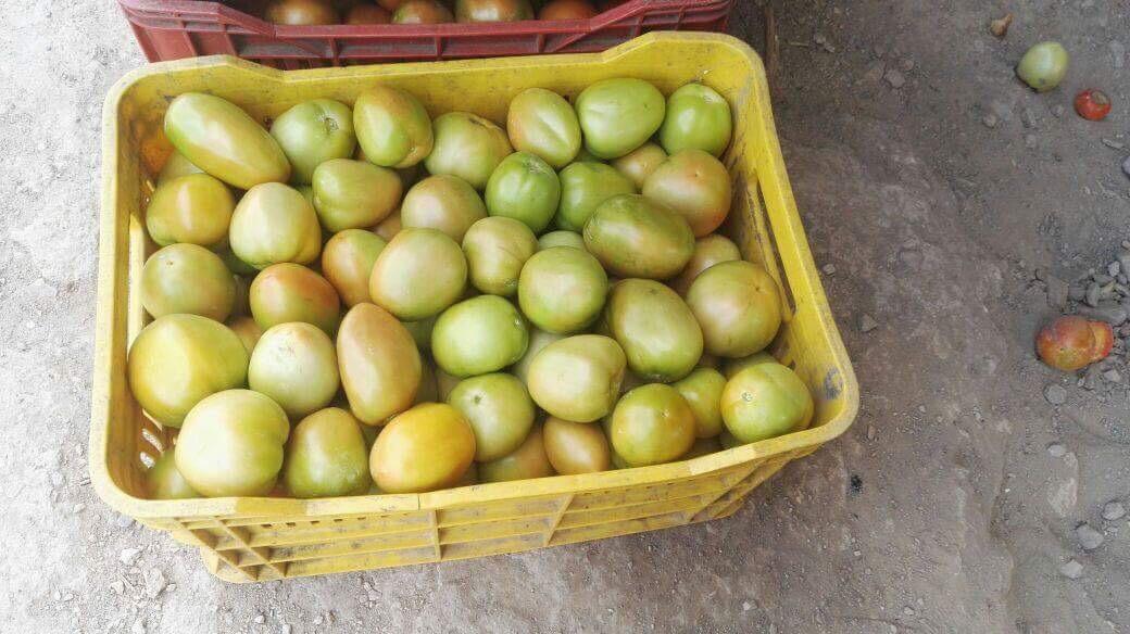 Tomate