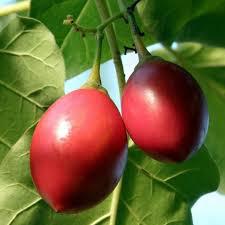Tomate De Arbol