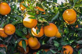Naranja