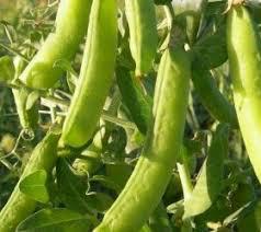 Arveja Verde En Cascara
