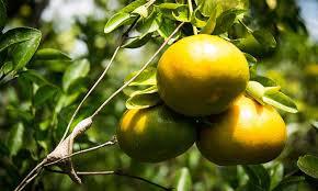 Mandarina Arrayana