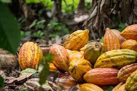 Cacao