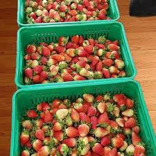 Fresa Organica