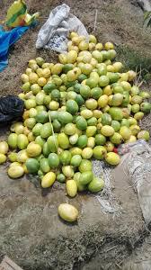 Maracuya