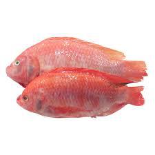 Tilapia