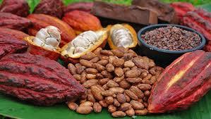 Cacao Y