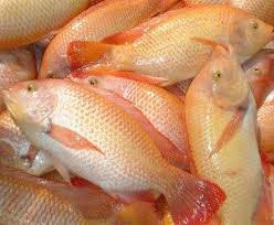 Tilapia Roja