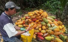 Cacao Chucureno