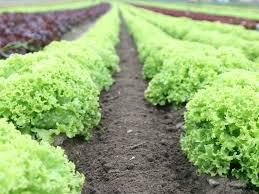 Lechuga Crespa