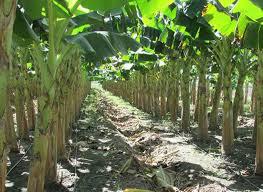 Platano Fino
