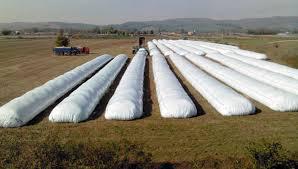 Silo De Maiz Para Alimentacion De Rumiantes