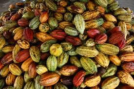 Cacao En Grano