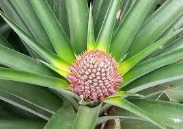 Pina Oro Miel M2