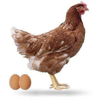 Gallina Roja Para Sancocho
