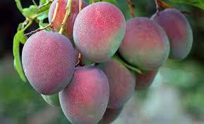 Mango Variedad Tommy Y Keitt
