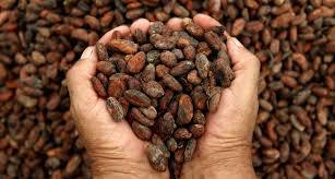 Cacao Seco