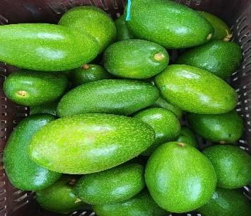 Aguacate Variedades Choquette Y Papelillo 1Era Calidad Presentacion Por Kg