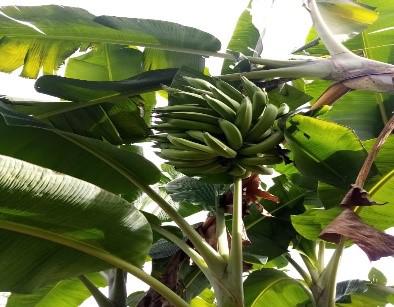Banano Criollo Con Aplicacion De Practicas Agricolas Presentacion Por Kg