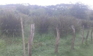 Semilla De Pasto King Grass