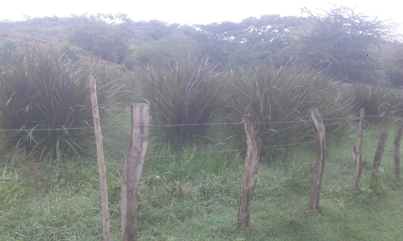 Semilla De Pasto King Grass