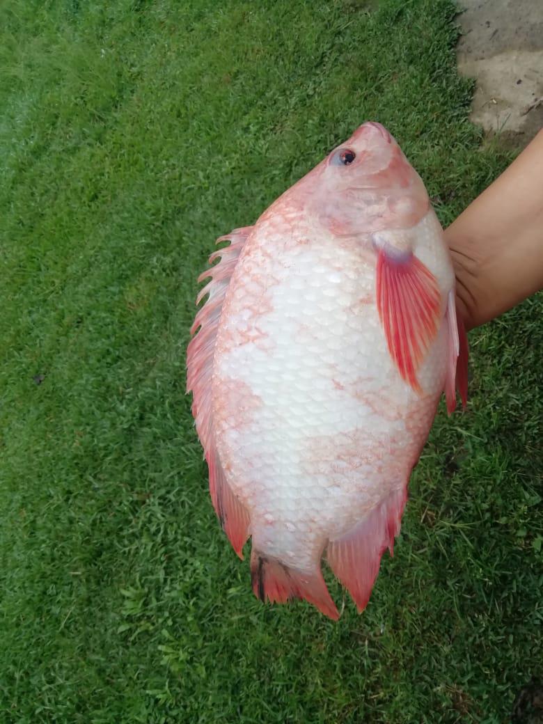 Tilapia Roja