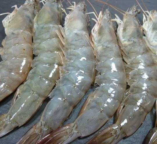 Pescado Langostino