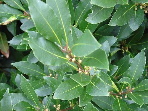 Laurel