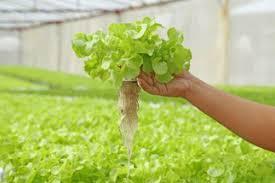 Lechuga Hidroponica