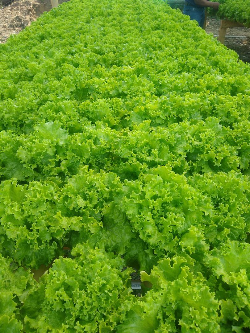 Lechuga Verde Crespa Hidroponica