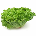 Lechuga