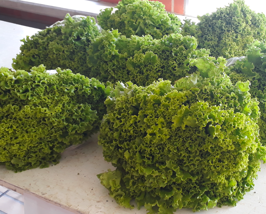 Lechuga Crespa Campogir